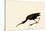 Glossy Ibis-John James Audubon-Stretched Canvas