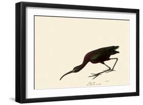 Glossy Ibis-John James Audubon-Framed Giclee Print