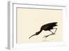 Glossy Ibis-John James Audubon-Framed Giclee Print