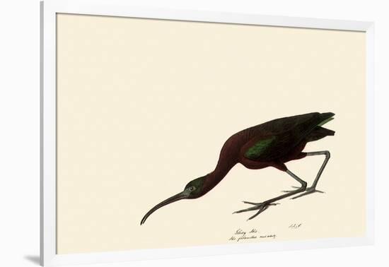 Glossy Ibis-John James Audubon-Framed Giclee Print