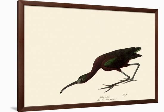 Glossy Ibis-John James Audubon-Framed Giclee Print