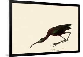 Glossy Ibis-John James Audubon-Framed Giclee Print