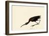 Glossy Ibis-John James Audubon-Framed Premium Giclee Print