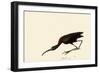 Glossy Ibis-John James Audubon-Framed Premium Giclee Print