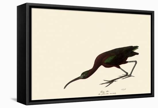 Glossy Ibis-John James Audubon-Framed Stretched Canvas