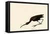 Glossy Ibis-John James Audubon-Framed Stretched Canvas