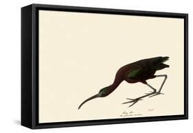 Glossy Ibis-John James Audubon-Framed Stretched Canvas