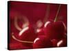 Glossy Red Cherries-Steve Lupton-Stretched Canvas