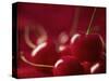 Glossy Red Cherries-Steve Lupton-Stretched Canvas