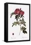 Glossy Rose-Pierre Joseph Redoute-Framed Stretched Canvas