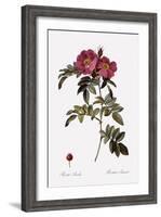 Glossy Rose-Pierre Joseph Redoute-Framed Giclee Print