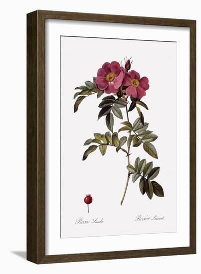 Glossy Rose-Pierre Joseph Redoute-Framed Giclee Print