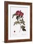 Glossy Rose-Pierre Joseph Redoute-Framed Giclee Print