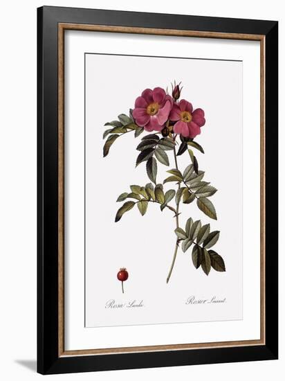 Glossy Rose-Pierre Joseph Redoute-Framed Giclee Print