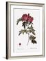 Glossy Rose-Pierre Joseph Redoute-Framed Giclee Print