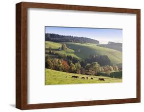 Glottertal in autumn, Black Forest, Baden-Wurttemberg, Germany-Markus Lange-Framed Photographic Print