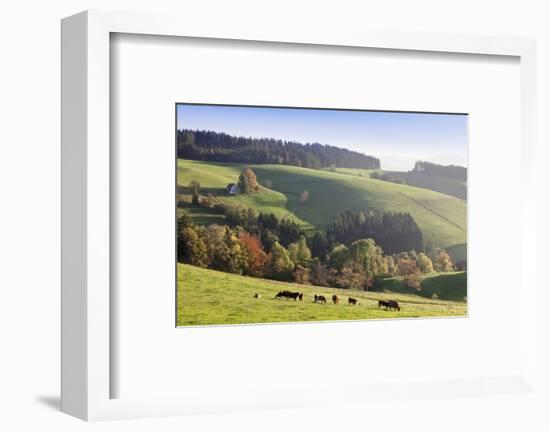 Glottertal in autumn, Black Forest, Baden-Wurttemberg, Germany-Markus Lange-Framed Photographic Print