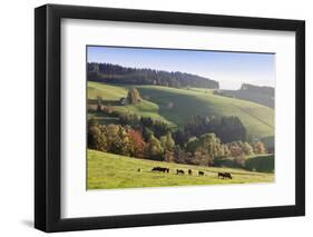 Glottertal in autumn, Black Forest, Baden-Wurttemberg, Germany-Markus Lange-Framed Photographic Print