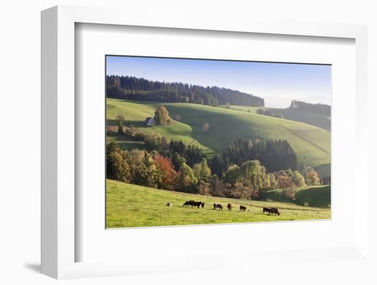 Glottertal in autumn, Black Forest, Baden-Wurttemberg, Germany-Markus Lange-Framed Photographic Print