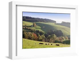 Glottertal in autumn, Black Forest, Baden-Wurttemberg, Germany-Markus Lange-Framed Photographic Print