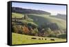 Glottertal in autumn, Black Forest, Baden-Wurttemberg, Germany-Markus Lange-Framed Stretched Canvas