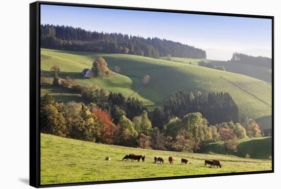 Glottertal in autumn, Black Forest, Baden-Wurttemberg, Germany-Markus Lange-Framed Stretched Canvas