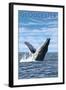 Gloucester, Massachusetts, Humpback Whale-Lantern Press-Framed Art Print