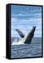 Gloucester, Massachusetts, Humpback Whale-Lantern Press-Framed Stretched Canvas