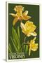 Gloucester, Virginia - Daffodil-Lantern Press-Stretched Canvas