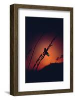 Glow Worm Beetle Female Glowing At Sunset To Attract Mate, Devon England (Lampyris Noctiluca)-Andrew Cooper-Framed Photographic Print