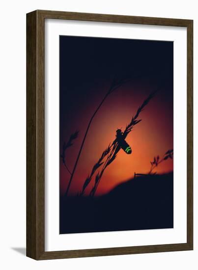 Glow Worm Beetle Female Glowing At Sunset To Attract Mate, Devon England (Lampyris Noctiluca)-Andrew Cooper-Framed Photographic Print