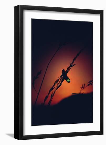 Glow Worm Beetle Female Glowing At Sunset To Attract Mate, Devon England (Lampyris Noctiluca)-Andrew Cooper-Framed Photographic Print