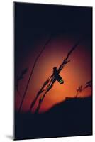 Glow Worm Beetle Female Glowing At Sunset To Attract Mate, Devon England (Lampyris Noctiluca)-Andrew Cooper-Mounted Photographic Print