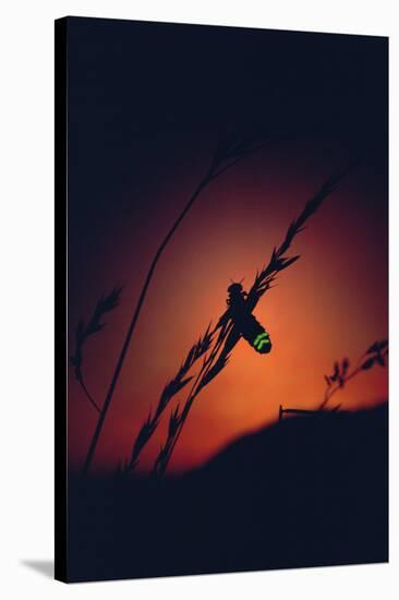 Glow Worm Beetle Female Glowing At Sunset To Attract Mate, Devon England (Lampyris Noctiluca)-Andrew Cooper-Stretched Canvas