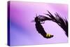 Glow Worm Female-null-Stretched Canvas