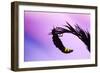 Glow Worm Female-null-Framed Photographic Print