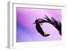 Glow Worm Female-null-Framed Photographic Print