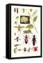 Glow-Worm, Lacewing Fly, Grasshopper,Scarlet Spider-James Sowerby-Framed Stretched Canvas