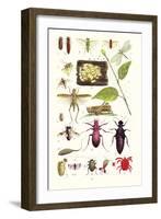 Glow-Worm, Lacewing Fly, Grasshopper,Scarlet Spider-James Sowerby-Framed Art Print