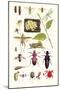 Glow-Worm, Lacewing Fly, Grasshopper,Scarlet Spider-James Sowerby-Mounted Art Print