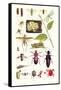 Glow-Worm, Lacewing Fly, Grasshopper,Scarlet Spider-James Sowerby-Framed Stretched Canvas