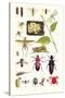 Glow-Worm, Lacewing Fly, Grasshopper,Scarlet Spider-James Sowerby-Stretched Canvas