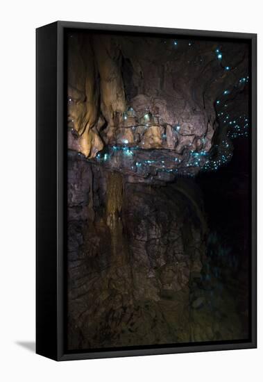 Glow Worms in Waitomo Caves, Waikato Region, North Island, New Zealand, Pacific-Matthew Williams-Ellis-Framed Stretched Canvas