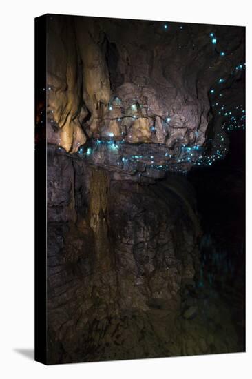 Glow Worms in Waitomo Caves, Waikato Region, North Island, New Zealand, Pacific-Matthew Williams-Ellis-Stretched Canvas