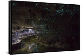 Glow Worms in Waitomo Caves, Waikato Region, North Island, New Zealand, Pacific-Matthew Williams-Ellis-Framed Stretched Canvas
