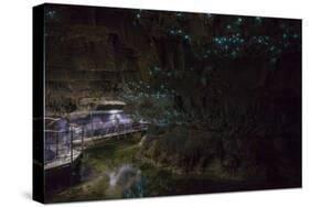 Glow Worms in Waitomo Caves, Waikato Region, North Island, New Zealand, Pacific-Matthew Williams-Ellis-Stretched Canvas