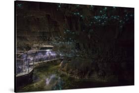 Glow Worms in Waitomo Caves, Waikato Region, North Island, New Zealand, Pacific-Matthew Williams-Ellis-Stretched Canvas