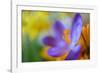 Glowing Crocus-Heidi Westum-Framed Photographic Print