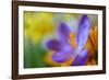 Glowing Crocus-Heidi Westum-Framed Photographic Print