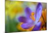 Glowing Crocus-Heidi Westum-Mounted Photographic Print